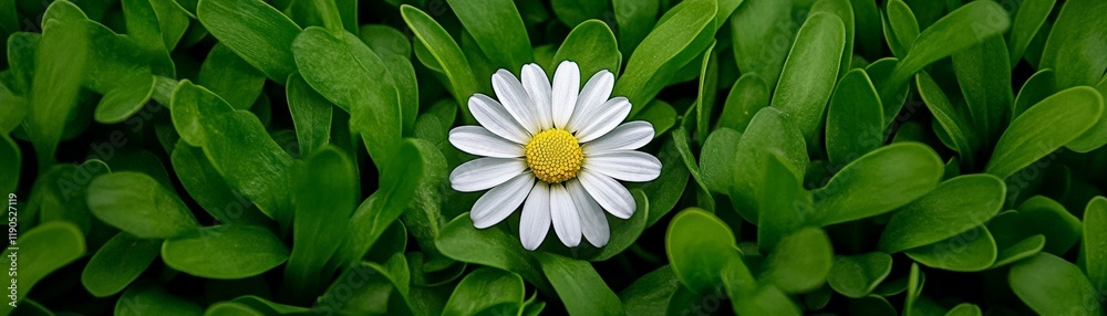 A Single Daisy: A solitary daisy, with its delicate white petals and vibrant yellow center, stands out amongst a field of lush green grass, symbolizing purity, resilience. A Single Daisy: A solitary daisy, with its delicate white petals and vibrant yellow center, stands out amongst a field of lush green grass, symbolizing purity, resilience.