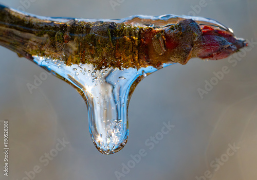 Drop of frozen water hanging the tip of a branch reflecting blue and silver almost like mercury in the bright winter sun photo