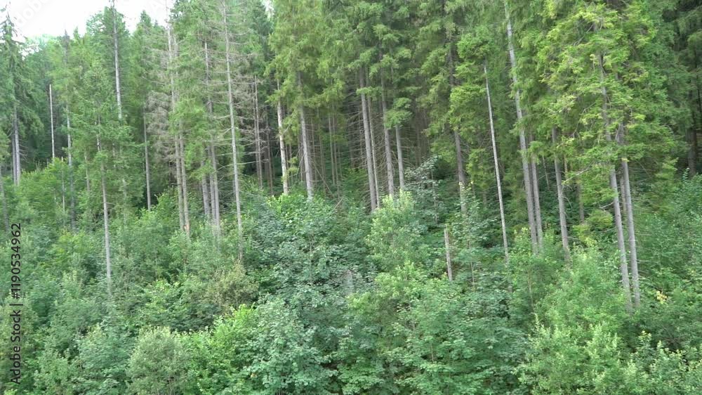 Pine forest. Green trees. Nature foliage plant Pine forest. Green trees. Nature foliage plant