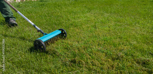 Hand scarifier for lawn in action