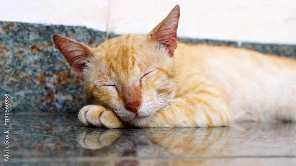 Slow Motion of a Peaceful Orange Cat Sleeping Comfortably on a Shiny Tile Floor Slow Motion of a Peaceful Orange Cat Sleeping Comfortably on a Shiny Tile Floor