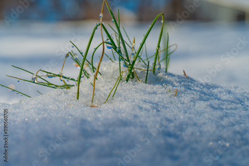 The green of wild onions contrast with the snow that it is half buried in photo