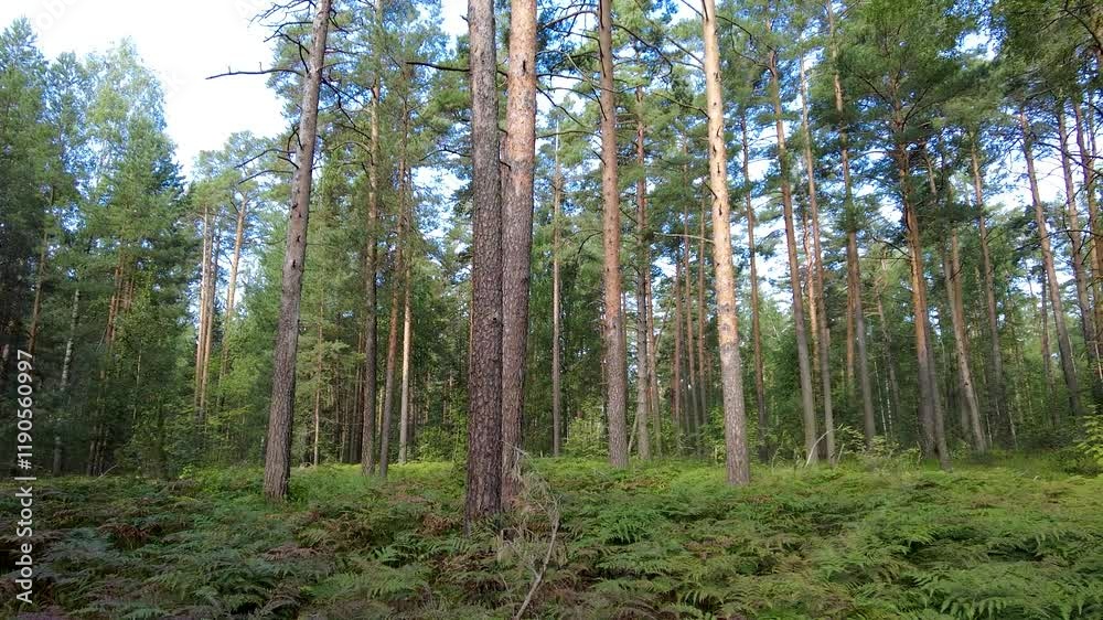 A pine forest with a lot of ferns filmed with a drone flying very low A pine forest with a lot of ferns filmed with a drone flying very low