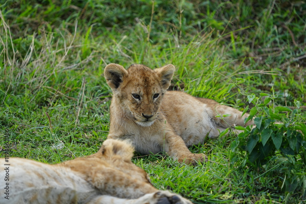 Naklejka premium lion cub panthera leo laying in the grass of the serengeti national park