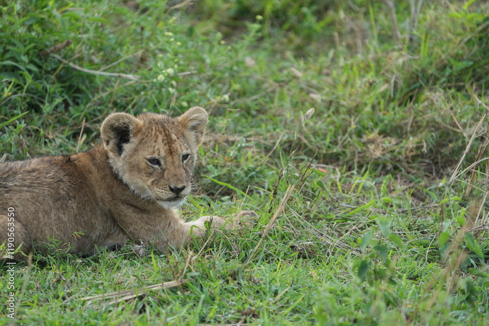 Obraz premium portrait of a baby lion laying in the grass after dinner in the serengeti national park tanzania