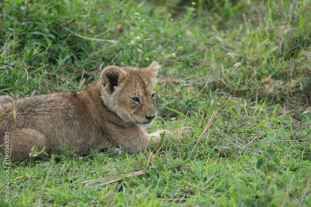 portrait of a baby lion laying in the grass after dinner in the serengeti national park tanzania portrait of a baby lion laying in the grass after dinner in the serengeti national park tanzania