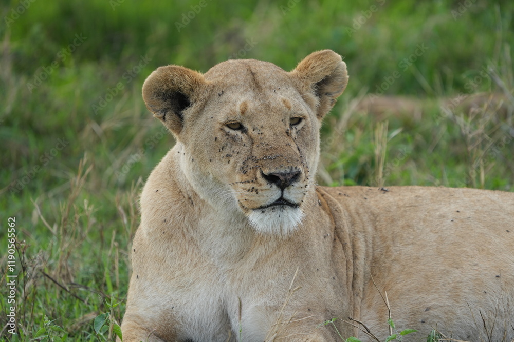 portrait of a lioness laying in the grass after dinner food coma, serengeti national park tanzania portrait of a lioness laying in the grass after dinner food coma, serengeti national park tanzania