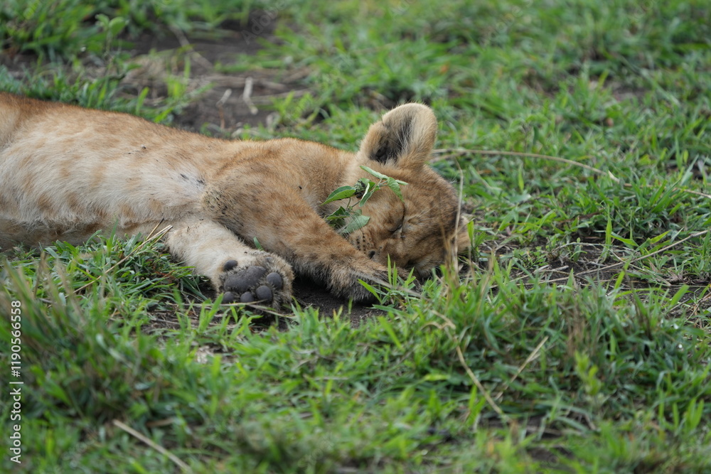 Fototapeta premium portrait wallpaper of a sleepy lion cub, young lion resting, in the serengeti national park tanzania