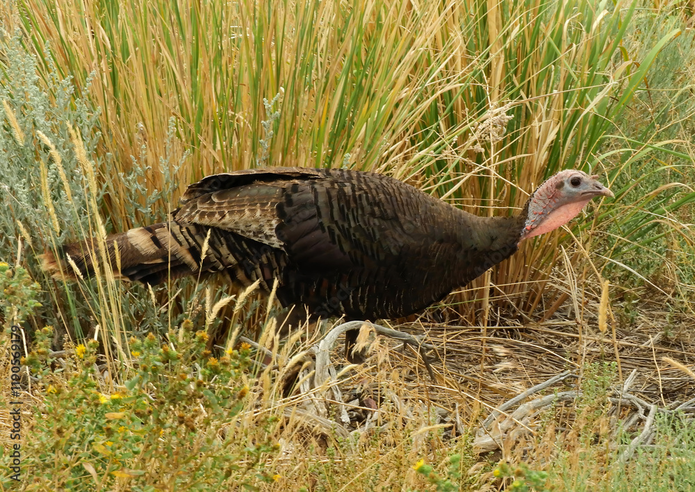 close up of a wild turkey foraging along in the brush in summer near the visitor center in great basin national park near baker, nevada close up of a wild turkey foraging along in the brush in summer near the visitor center in great basin national park near baker, nevada