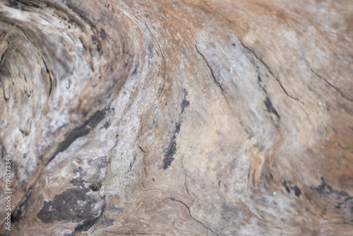 Wooden texture captured from a many years ago broken tree 