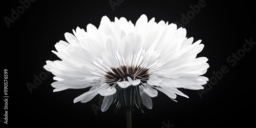 A delicate close-up of a dandelion seed head with seeds being blown away in the breeze. photo