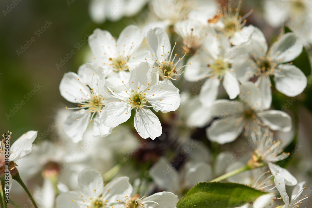 White spring cherry flowers close up, branches of blossoming cherry macro with soft focus. New beginning White spring cherry flowers close up, branches of blossoming cherry macro with soft focus. New beginning