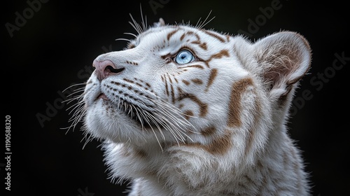 White tiger cub looking up, blue eyes. photo