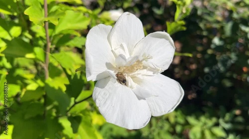Hibiscus syriacus white blooms in garden. Bee on flower of Hibiscus syriacus