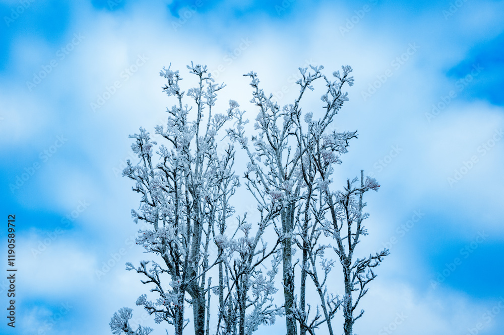 Obraz premium Young frosty tree seen climbing the winter sky. Seen after an ice storm in the UK. Ice crystals can be seen on there trunk and branches.