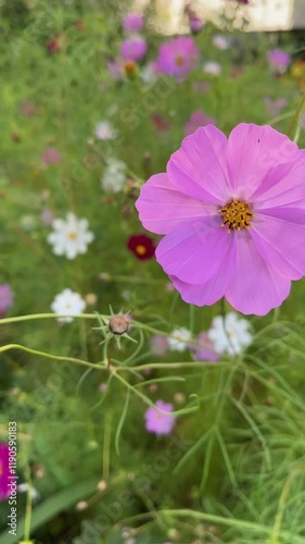  A bumblebee collects nectar on the cosmos flowers