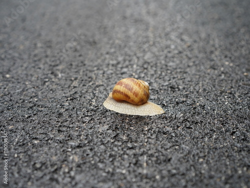 snail