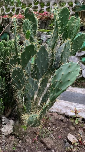 Erect prickly pear (Opuntia dillenii) plant in a garden photo