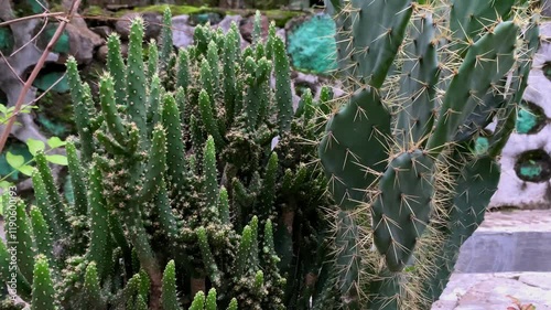 Eve's needle cactus (Austrocylindropuntia subulata) in a garden photo