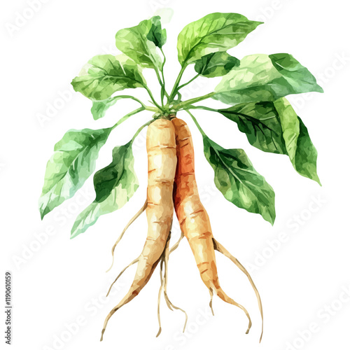 A watercolor drawing of Ginseng, isolated on a white background. Ginseng vector.
