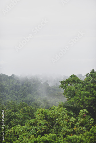misty morning in the forest