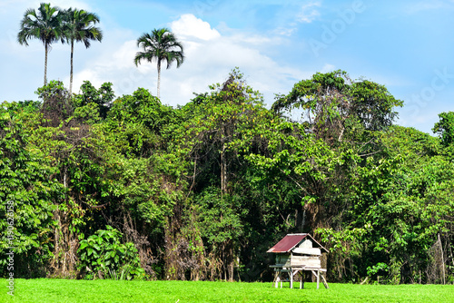hut in the forest
