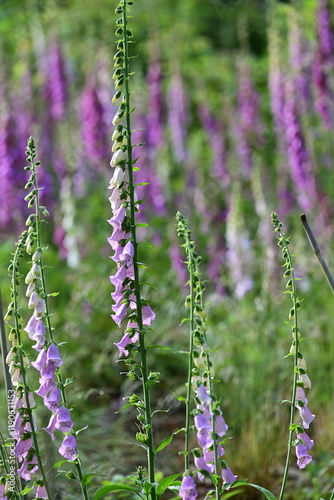 Digitalis blühend auf einer Waldlichtung photo