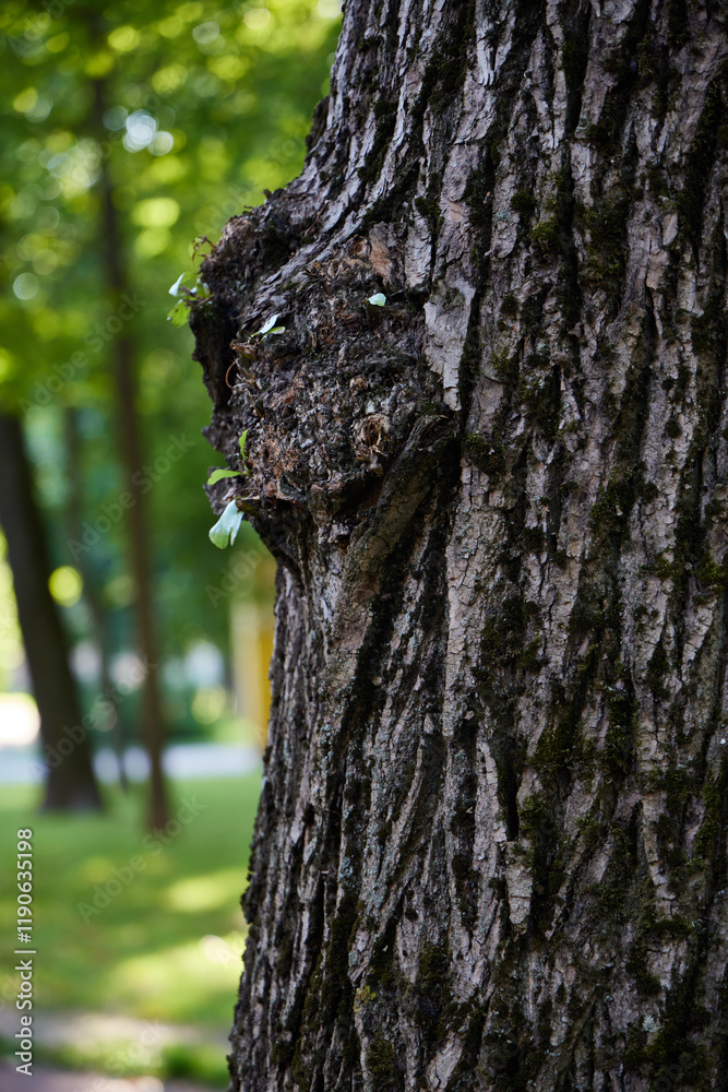 Fototapeta premium The Fascinating Face of Nature An Exquisite Unique Tree Bark Texture and Its Splendor
