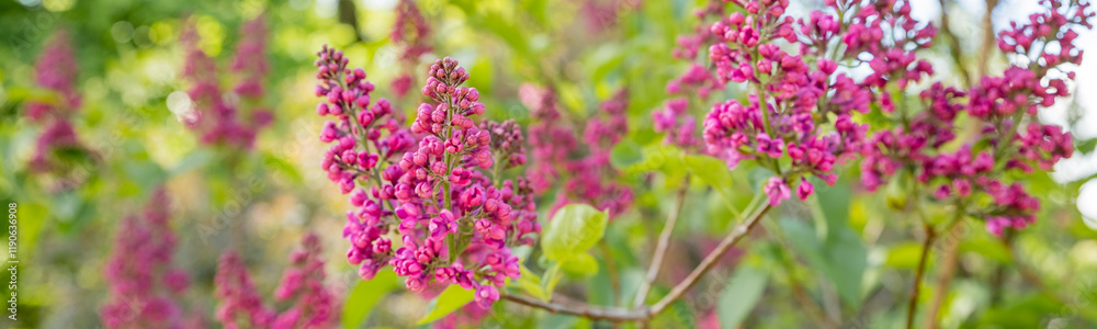web banner, Syringa vulgaris, the common purple lilac, blooms beautifully in the garden during sunny weather.Bright blooms of spring lilacs bush. web banner, Syringa vulgaris, the common purple lilac, blooms beautifully in the garden during sunny weather.Bright blooms of spring lilacs bush.