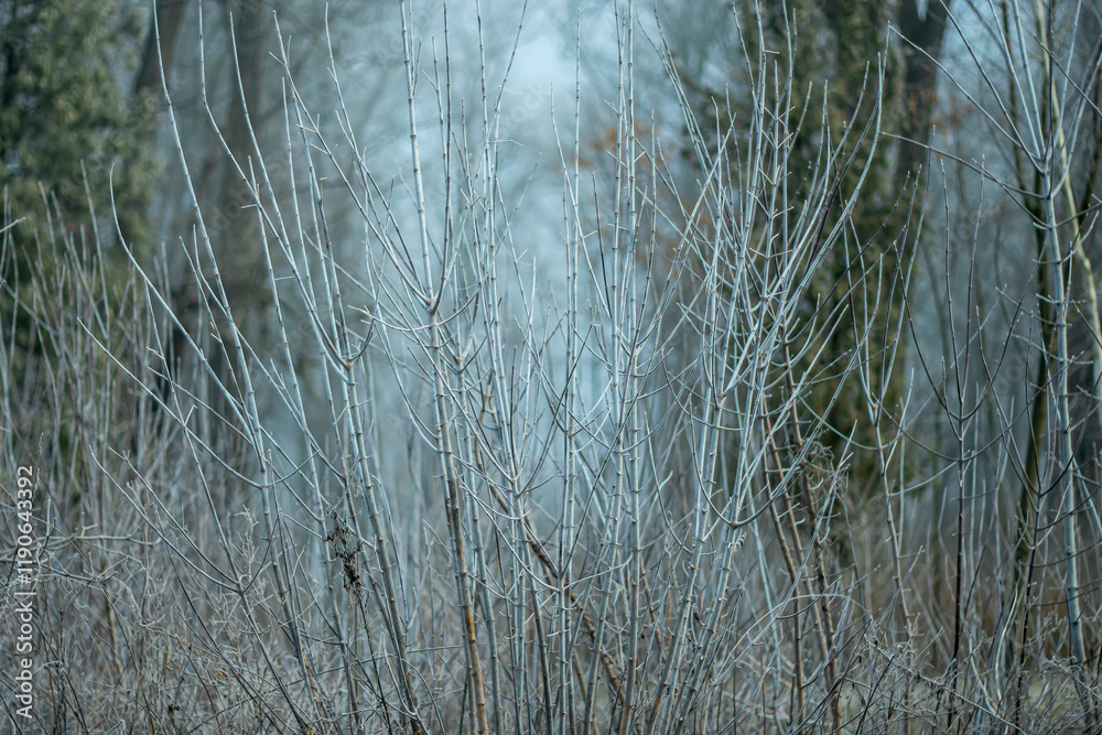 Tree branches after morning frost against the background of fog. Tree branches after morning frost against the background of fog.