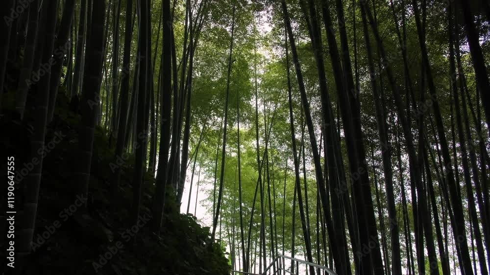 Beautiful and quiet bamboo grove Beautiful and quiet bamboo grove