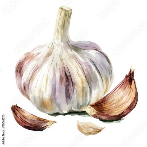 A watercolor of garlic, isolated on a white background. Garlic vector.

