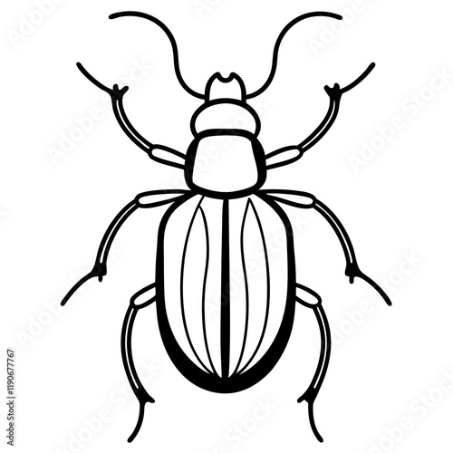 state potato beetle