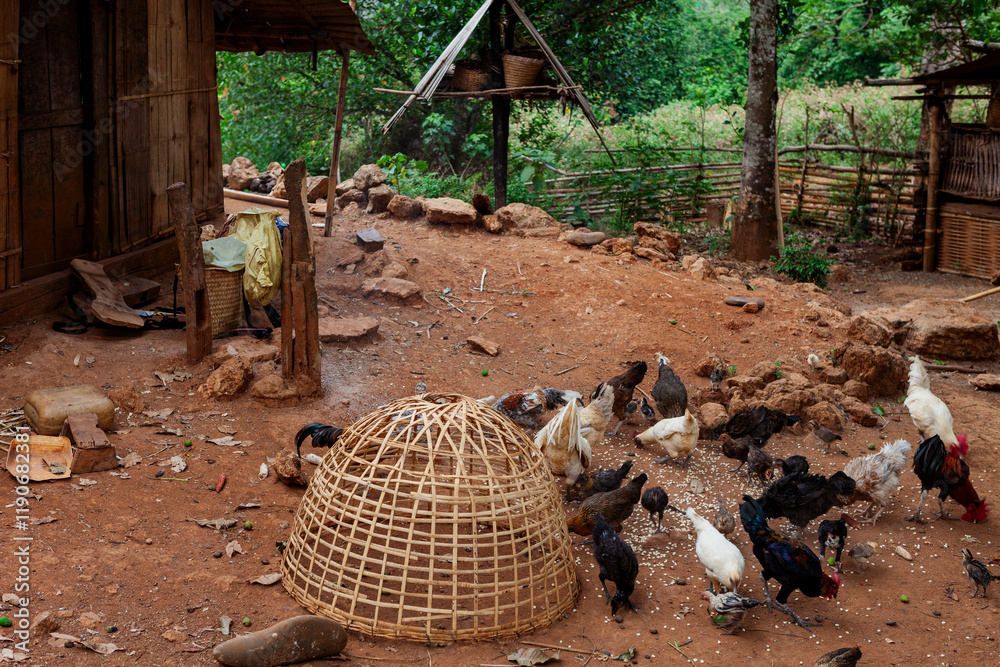 Chicken Pen & Chickens in a farm, Luang Prabang Mountains, Laos
