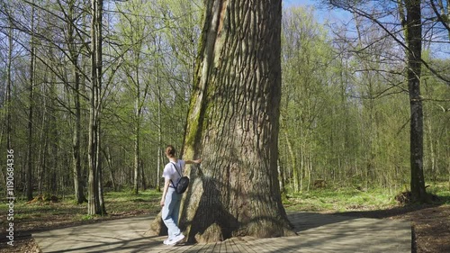 Giant oak growing in national park. Woman walks around oak, touches hand, hugs trunk, strokes bark, admires growing tree in a national park. A centuries-old tree rises in deciduous forest in spring.