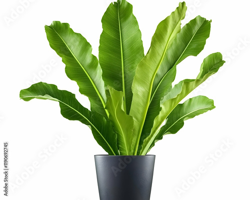 Lush green potted plant, isolated on white background, ideal for home decor or website design photo