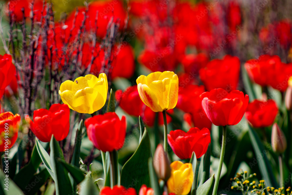 Fototapeta premium A field of red and yellow tulips in a field of flowers