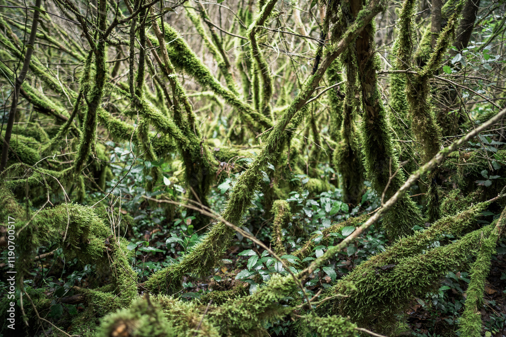 Fototapeta premium Mossy Forest in Mount Olympus National Park, Greece