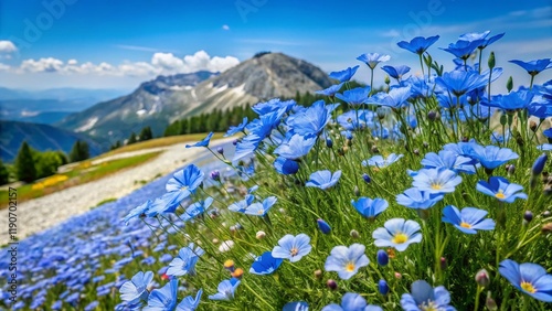 Narbonnaise Flax Blooming on Mont Ventoux, Provence, France - June 20, 2023 photo