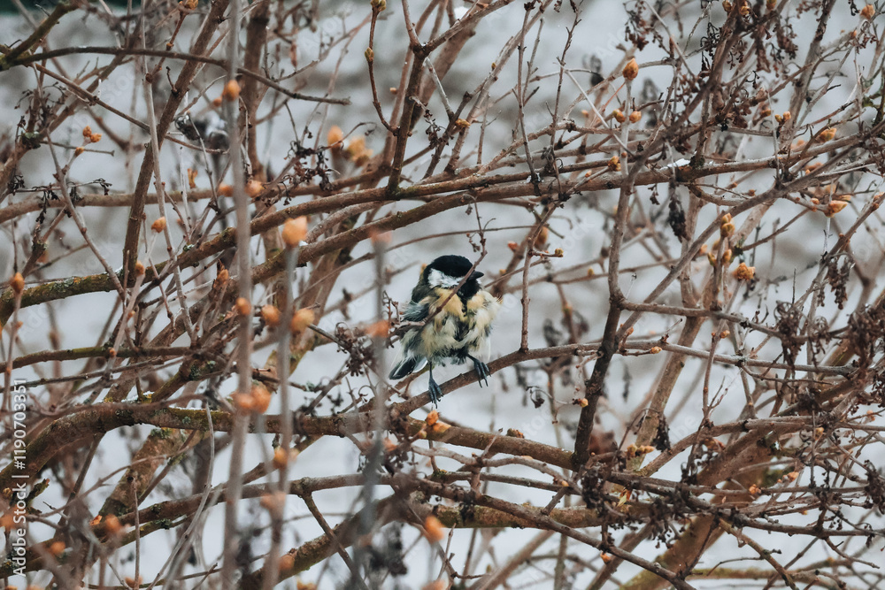 Fototapeta premium bird on a tree