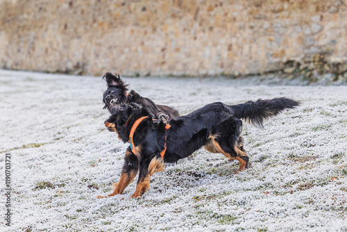 black and gold Hovie dog hovawart two playing together on the frozen grass photo