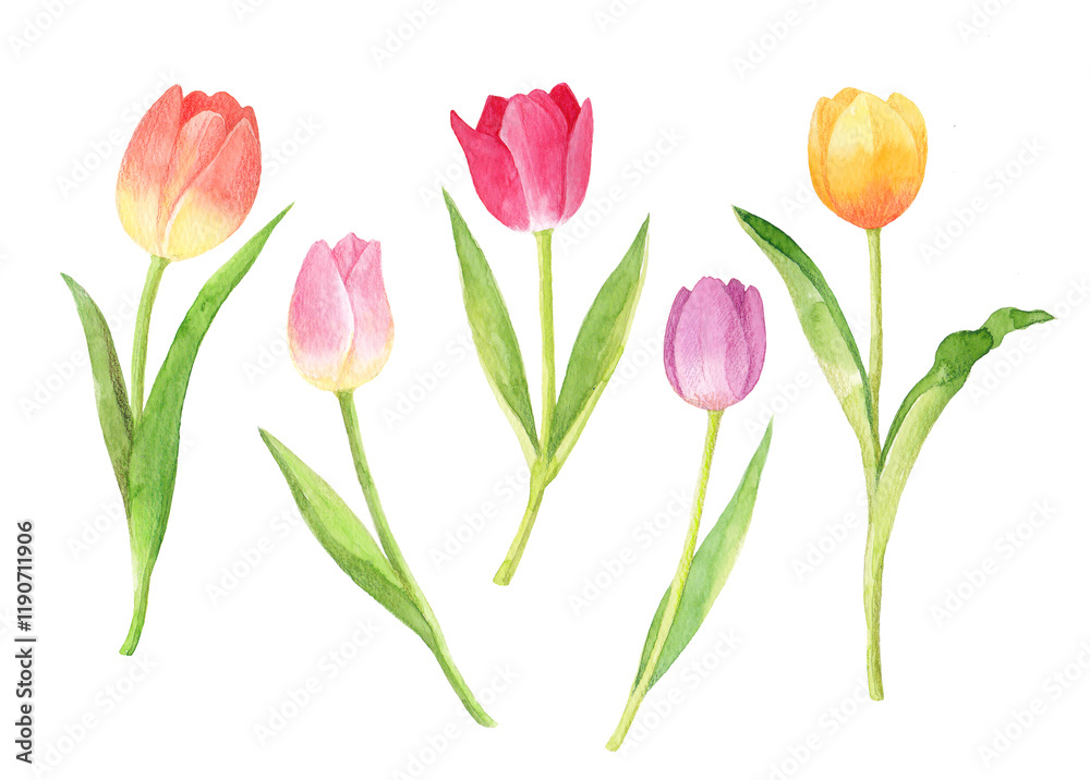 Tulip watercolor hand drawn illustration Tulip watercolor hand drawn illustration