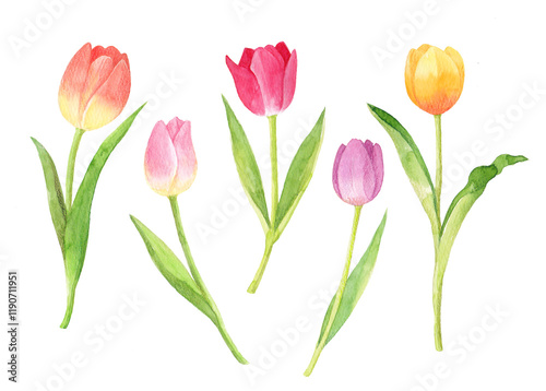 Tulip watercolor hand drawn illustration