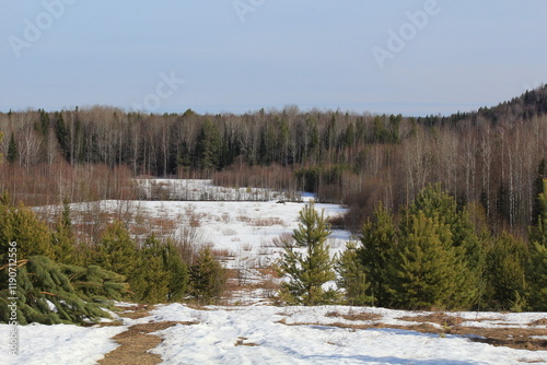 Wallpaper Mural forest in early spring Torontodigital.ca