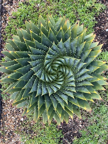 Close up of beautiful spiral design cactus centre of rare tropical green hot house plant the succulent spiked leaves forming a perfect spiral shape pattern from a flat lay view from above  photo