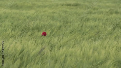 red poppy standing alone amidst green wheat, swaying under strong winds. Highlights the delicate beauty of nature in motion