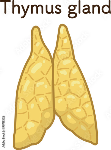 胸腺のイラスト　Thymus gland illustration