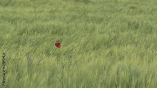 A solitary red poppy stands out in a green wheat field, swaying gracefully under strong winds. Captures the vibrant contrast and motion in a rural setting