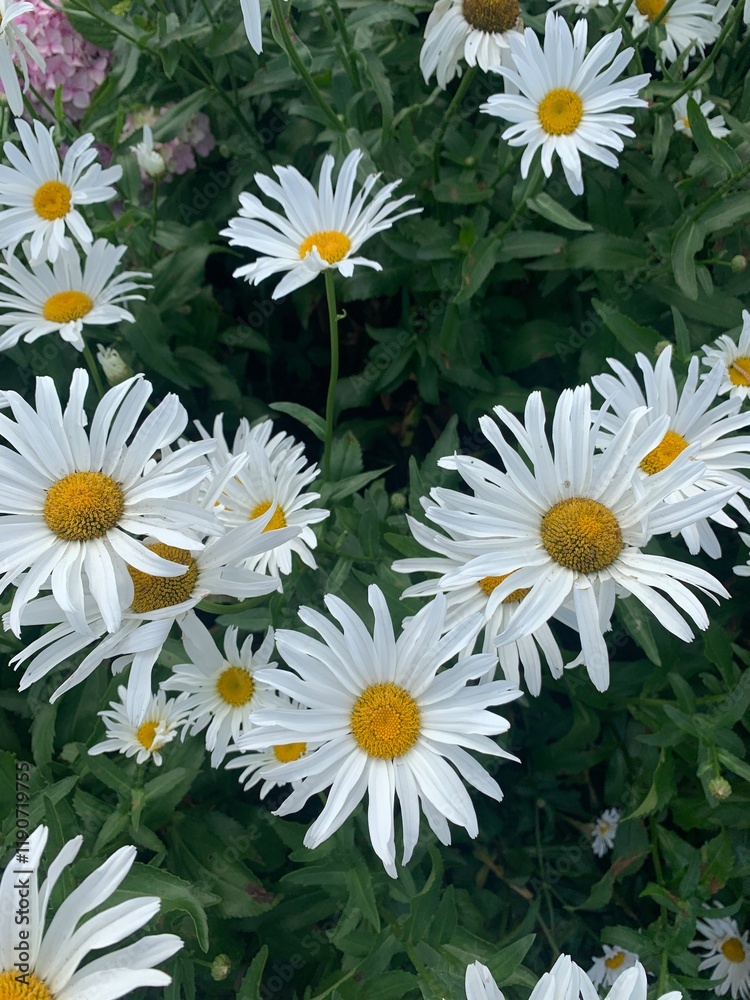 Close-up shot of white daisies in full bloom Close-up shot of white daisies in full bloom