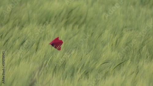 Close-up of a lone poppy swaying gracefully under strong wind in a green field. A simple yet striking moment capturing the resilience of nature